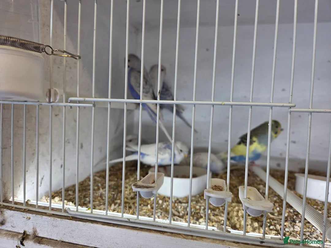 Budgerigars birds for sale:  Normal  pieds budgies  in Crook - Advert 1
