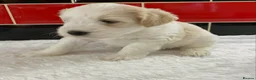 Miniature Schnauzer dogs for sale: 5* Licensed KC Small Miniature Schnauzer Litter  - Advert 27