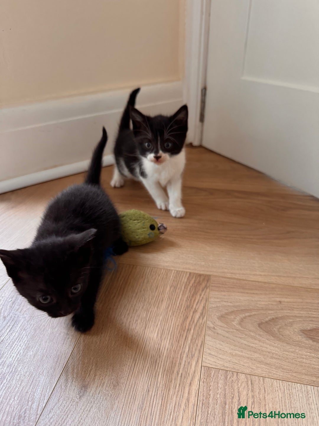 Mixed Breed cats for sale: Kittens ready now  - Advert 11