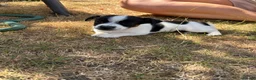Jack Russell dogs for sale:  jack russell puppies  in Orpington - Advert 10