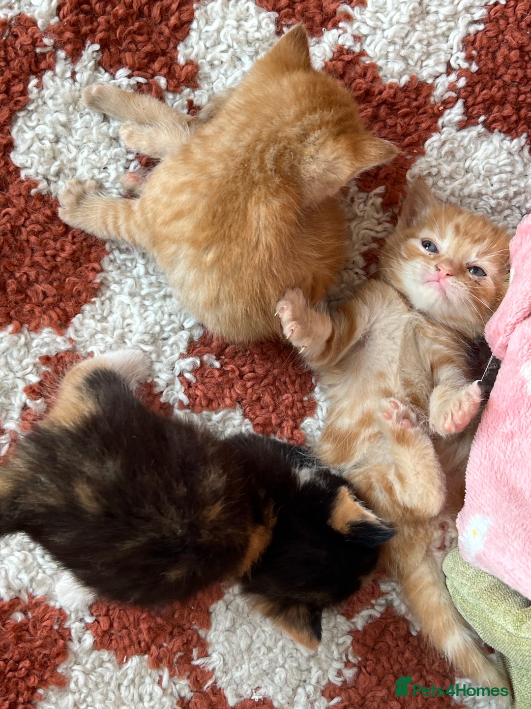 Domestic Shorthair cats for sale: 3 girl kittens  - Image 6