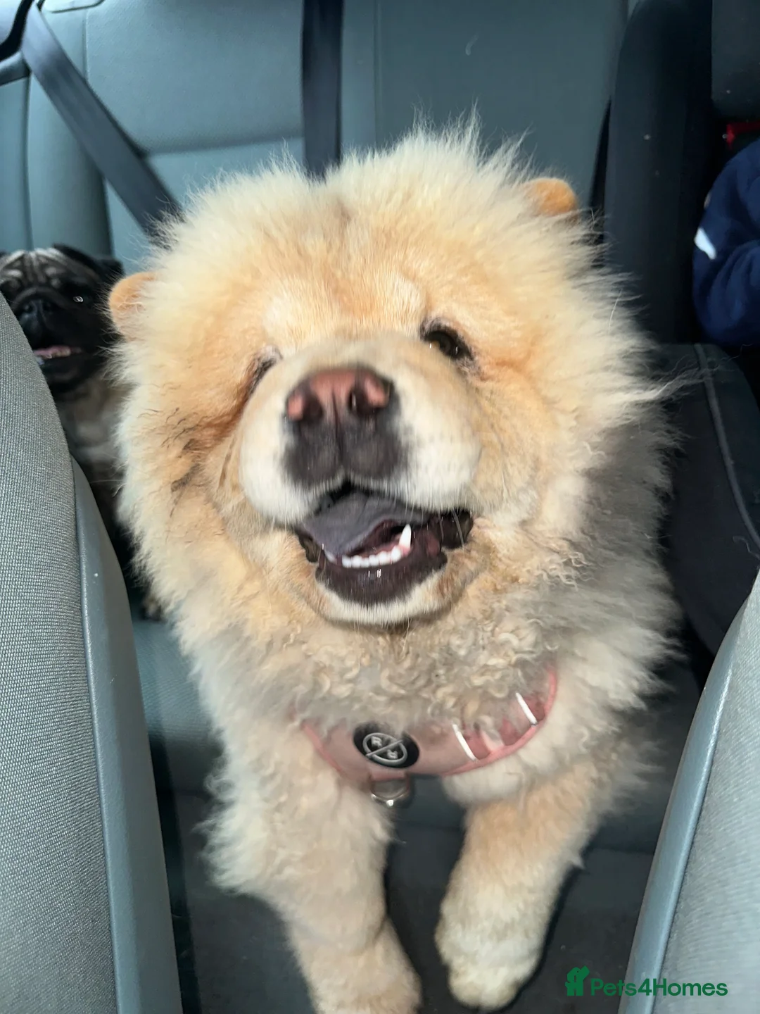 Chow Chow dogs for sale: KC Registered Female Chow Chow  - Advert 10