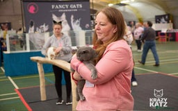 British Shorthair cats for sale: British Shorthair Blue Male - Image 5