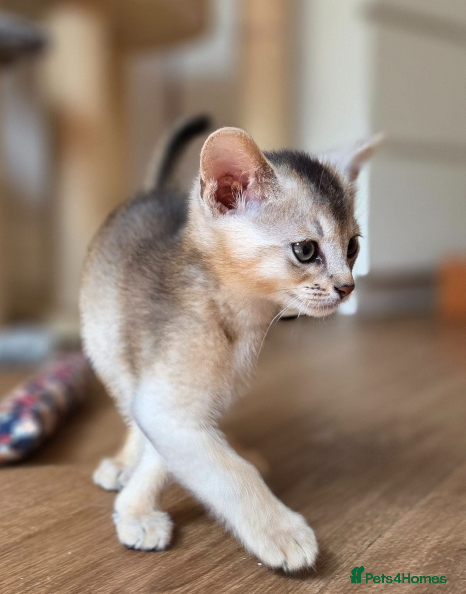 Abyssinian cats 🔥 TICA Registered Abyssinian Kittens - Advert 3