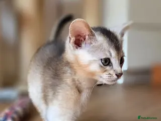 Abyssinian cats 🔥 TICA Registered Abyssinian Kittens - Advert 3