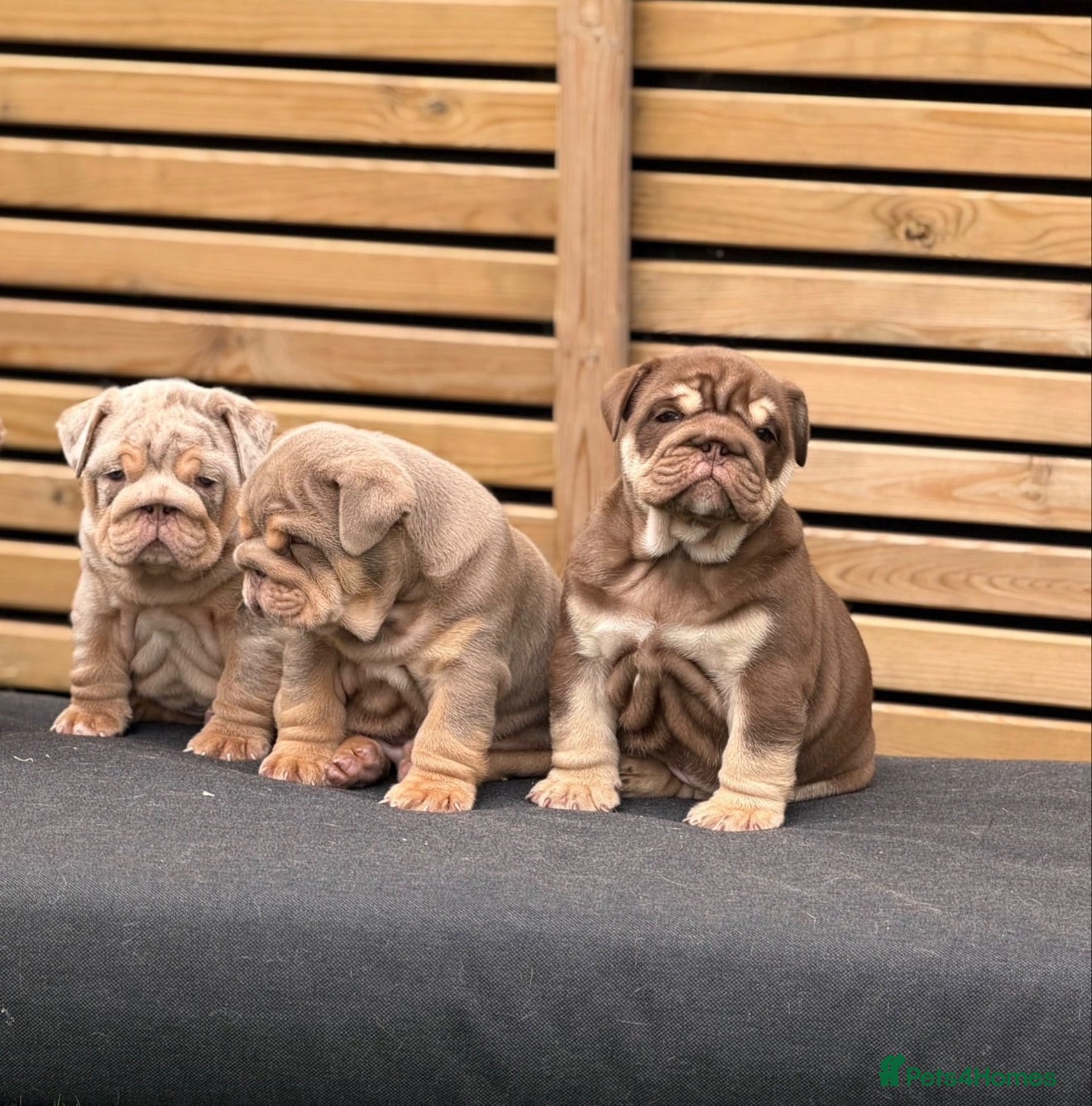 English Bulldog dogs 🔥 Epic Bullyz Major Daughter X Posher Turkish 🔥  - Advert 1
