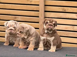English Bulldog dogs 🔥 Epic Bullyz Major Daughter X Posher Turkish 🔥 - Advert 2