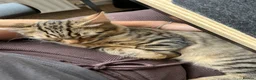 Mixed Breed cats for sale: PAIR OF KITTENS- Must go together  in Peterborough - Advert 10