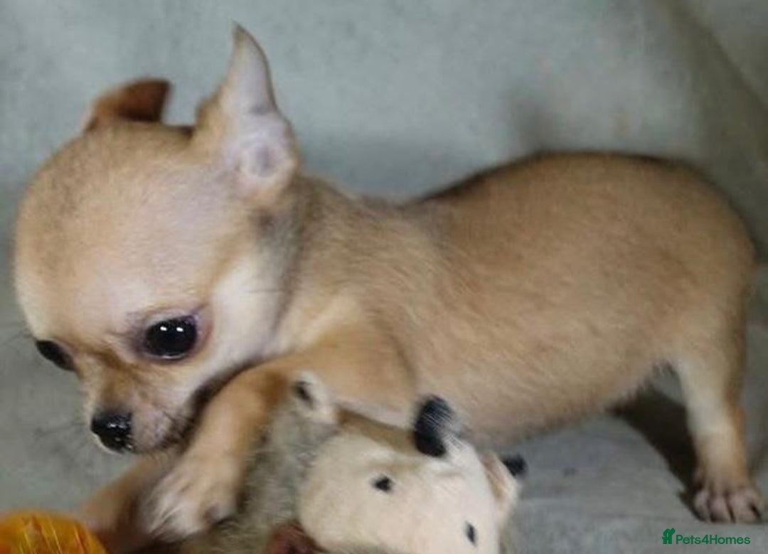 Chihuahua dogs for sale: Chihuahua puppies - Image 3