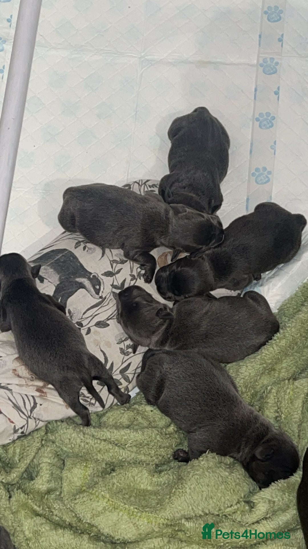 Staffordshire Bull Terrier dogs for sale: Beautiful blue staff puppies  - Image 34