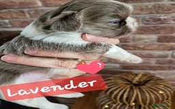 Shih Tzu dogs for sale: KC IMPERIAL SHISH TZU - Image 4