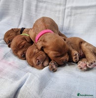 Cavapoo dogs - Advert 4