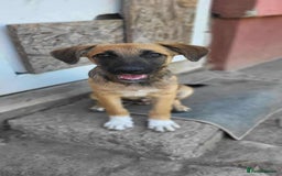 Mixed Breed dogs for adoption: CADBURY 5 months M playful/loves dogs, kids, cats! - Image 2