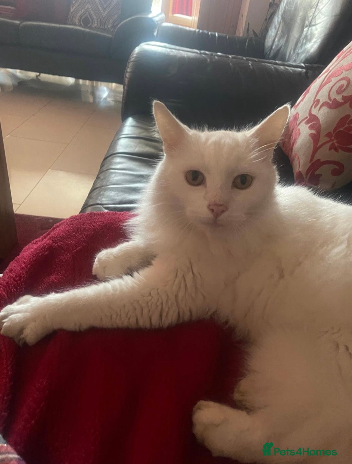 Turkish Angora cats Pure white Cat, beautiful affectionate, Longhair - Advert 1