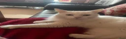 Turkish Angora cats for sale: Pure white Cat, beautiful affectionate, Longhair in Luton - Advert 1