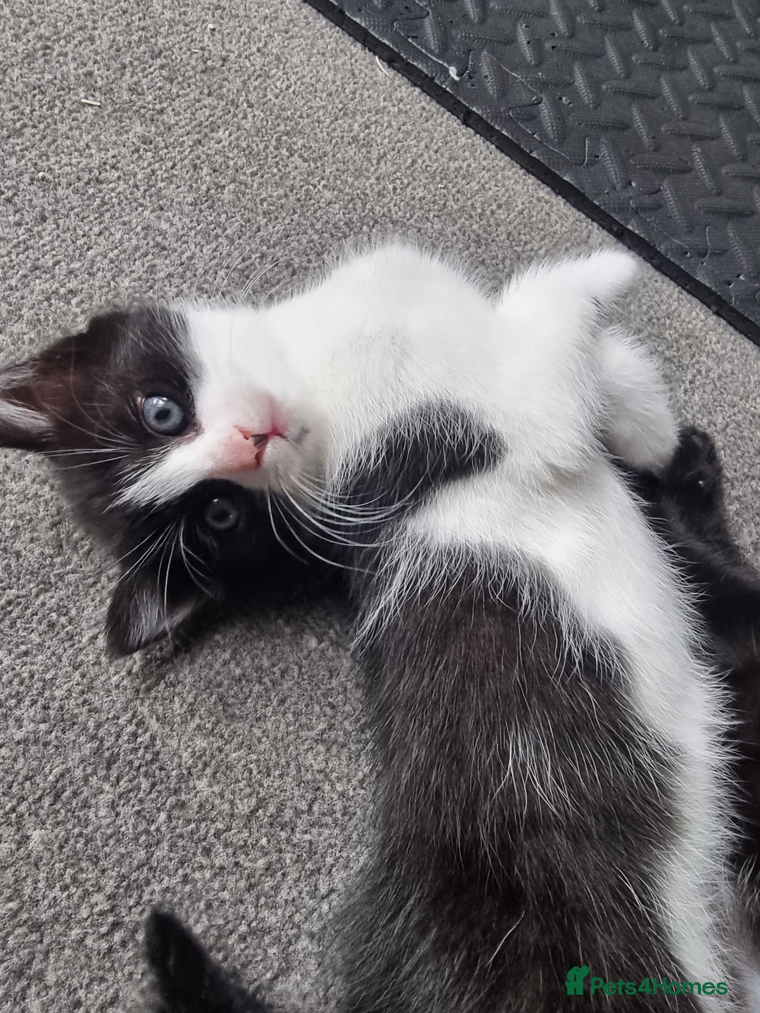 Mixed Breed cats for sale: Russian Blue mix kittens - Advert 6