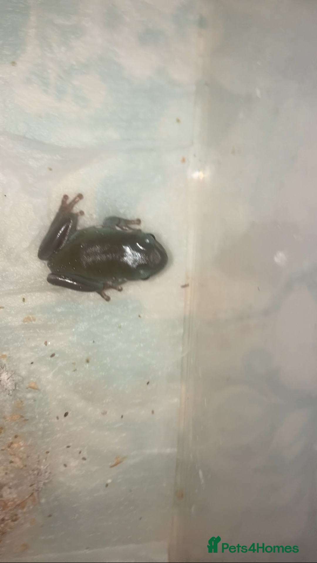 Frog reptiles for sale: Whites tree froglets  - Advert 6