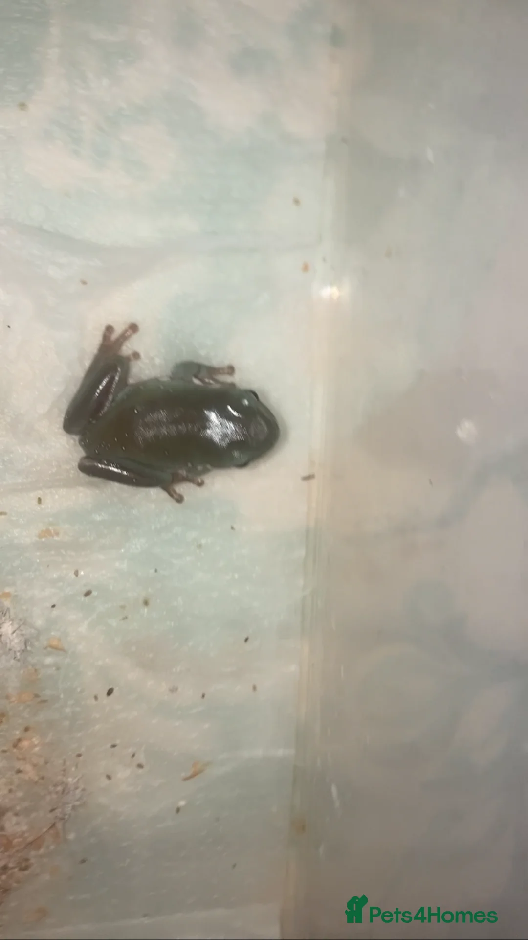 Frog reptiles for sale: Whites tree froglets  - Advert 6