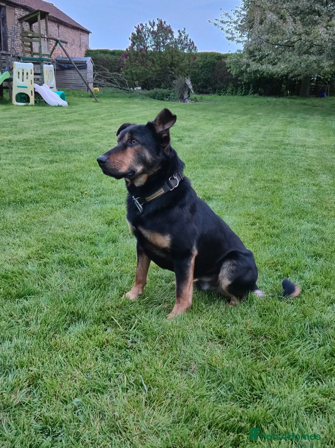 Mixed Breed dogs for sale: Border collie cross huntaway in Driffield - Advert 6