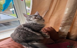 Maine Coon cats for sale: GCCF Pedigree Russian line Maine Coon - Advert 18