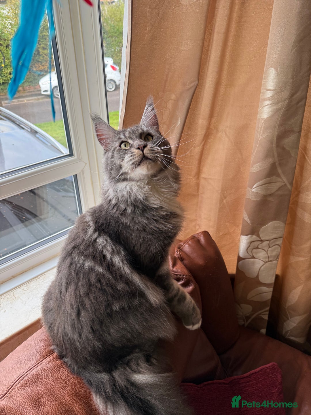 Maine Coon cats for sale: GCCF Pedigree Russian line Maine Coon - Advert 18