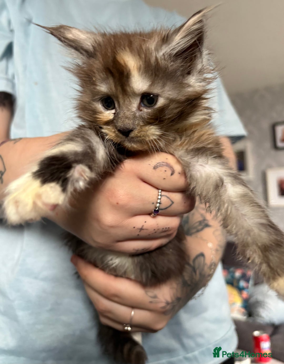 Maine Coon cats for sale: Beautiful playful 4 mainecoons kittens  - Image 7