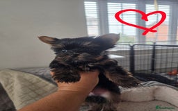 Yorkshire Terrier dogs for sale: Tiny gorgeous baby boys - Image 22