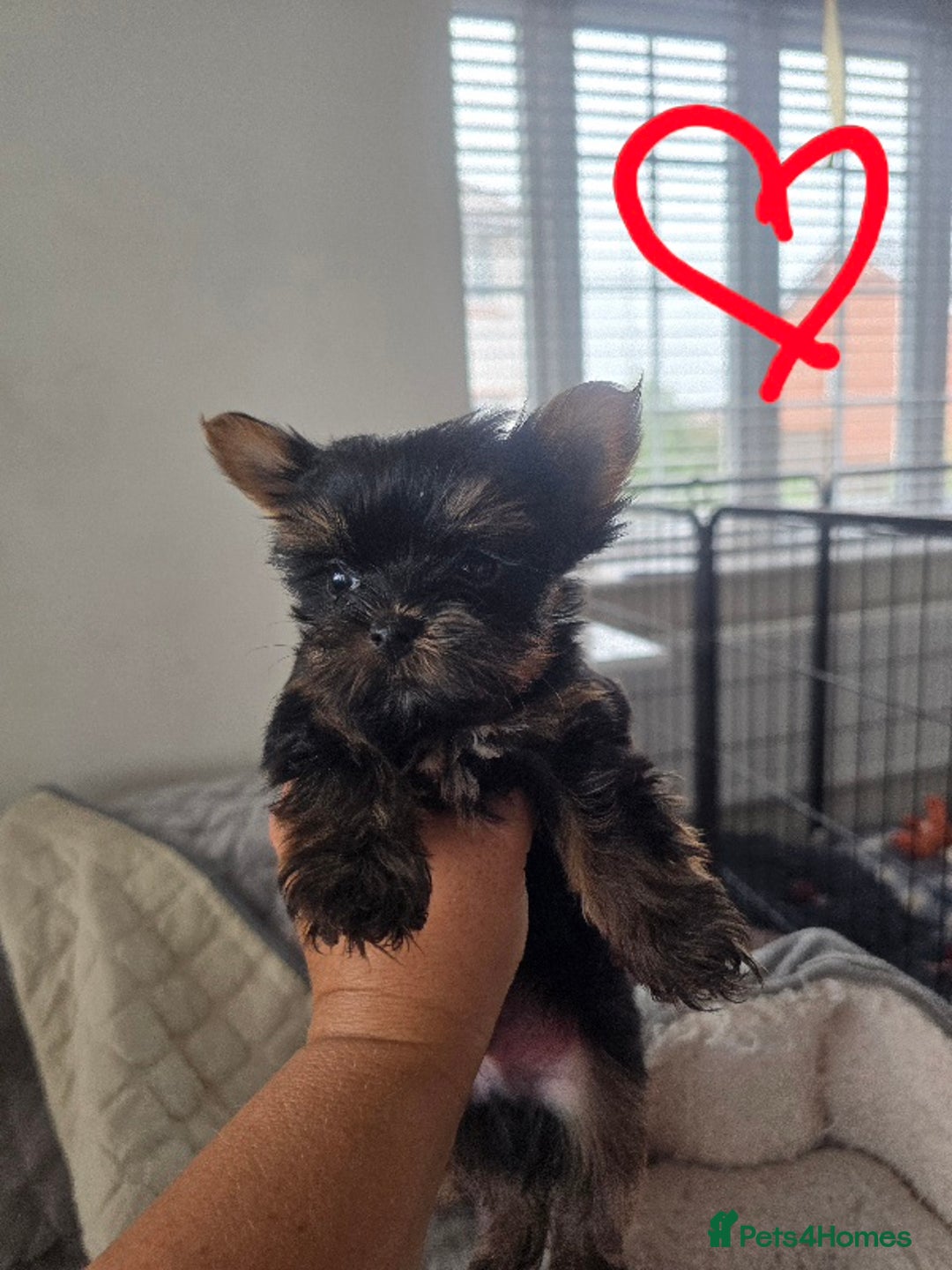 Yorkshire Terrier dogs for sale: Tiny gorgeous baby boys - Image 22
