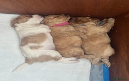 Cavapoo dogs for sale: Cavapoo pups  - Image 5