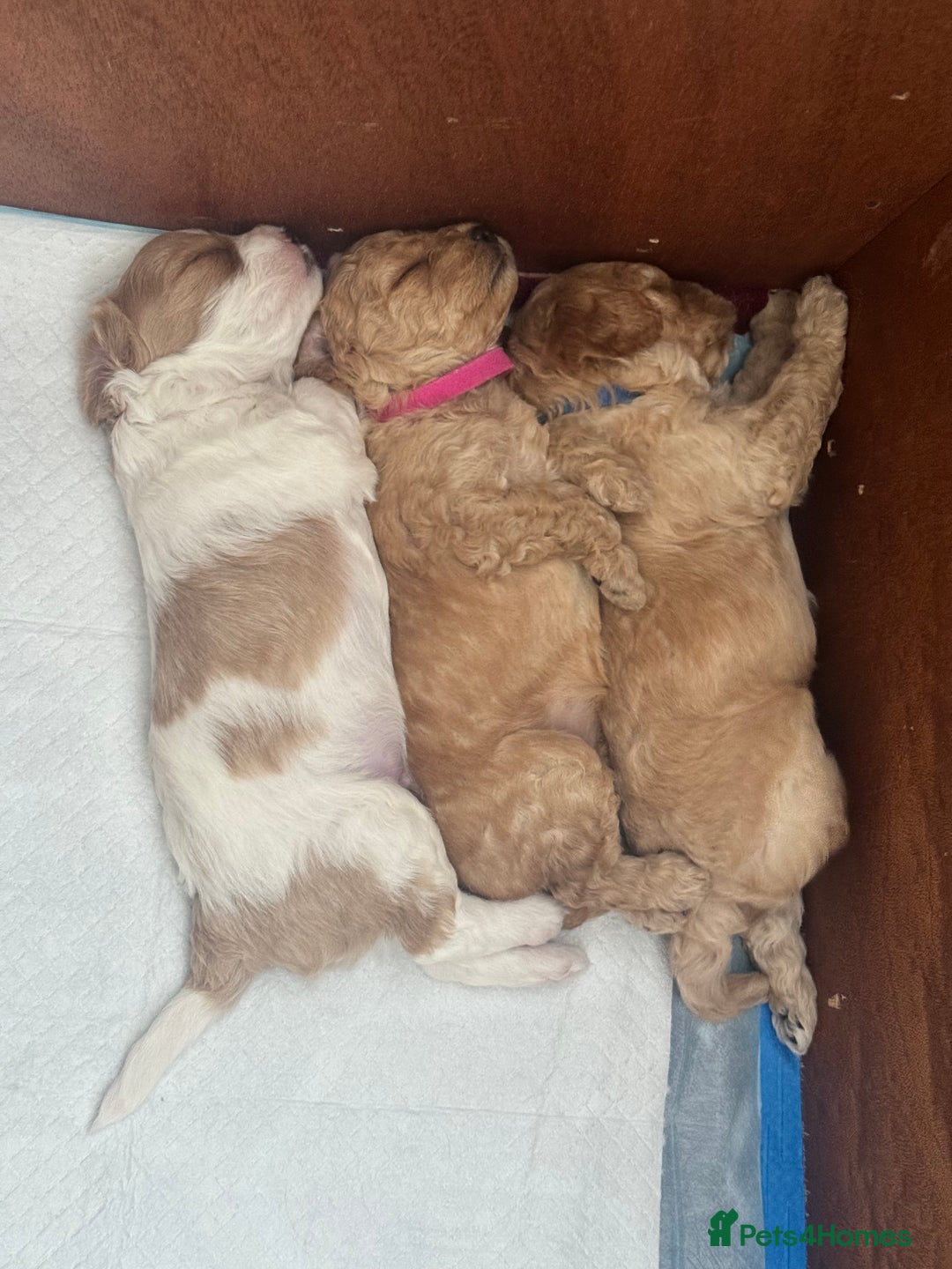Cavapoo dogs for sale: Cavapoo pups  - Image 5