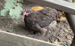 Chickens poultry for sale: Chocolate Orpington - Image 4