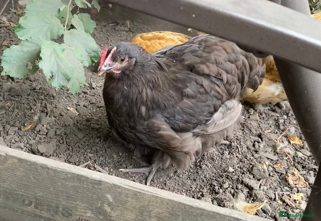 Chickens poultry for sale: Chocolate Orpington - Image 4