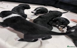 Mixed Breed dogs for sale: border collie cross poodle (bordoodle) - Image 7