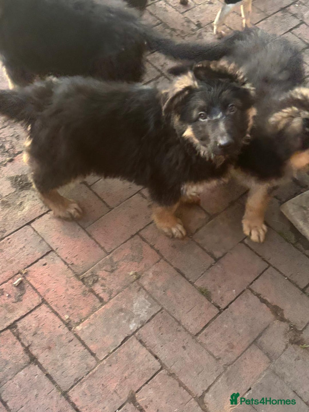 German Shepherd dogs for sale: Kc registered German Shepard pups - Advert 11