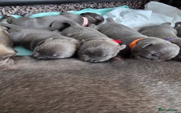 Staffordshire Bull Terrier dogs for sale: Staffordshire Bull Terrier Puppies - Image 10