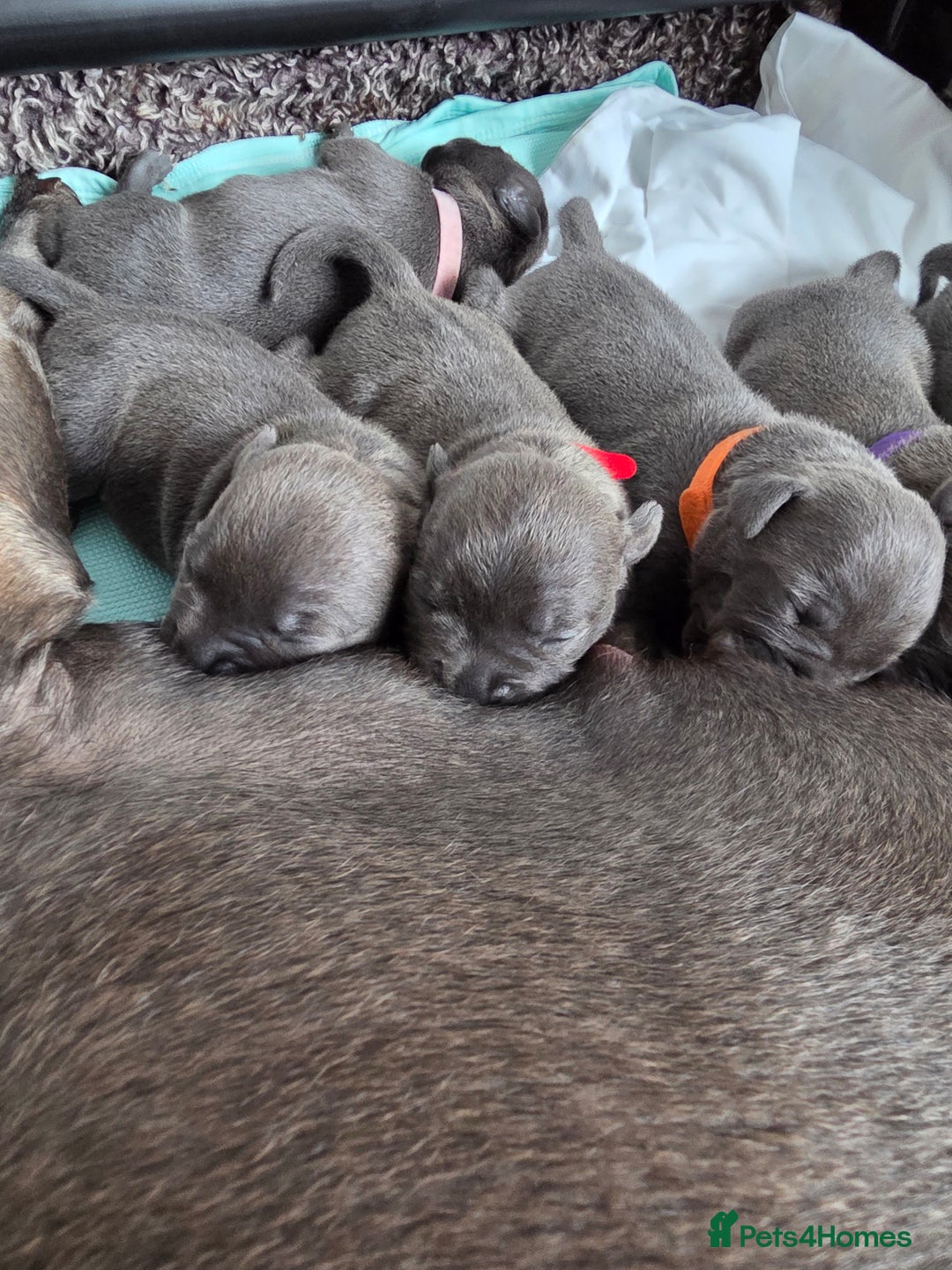 Staffordshire Bull Terrier dogs for sale: Staffordshire Bull Terrier Puppies - Image 10