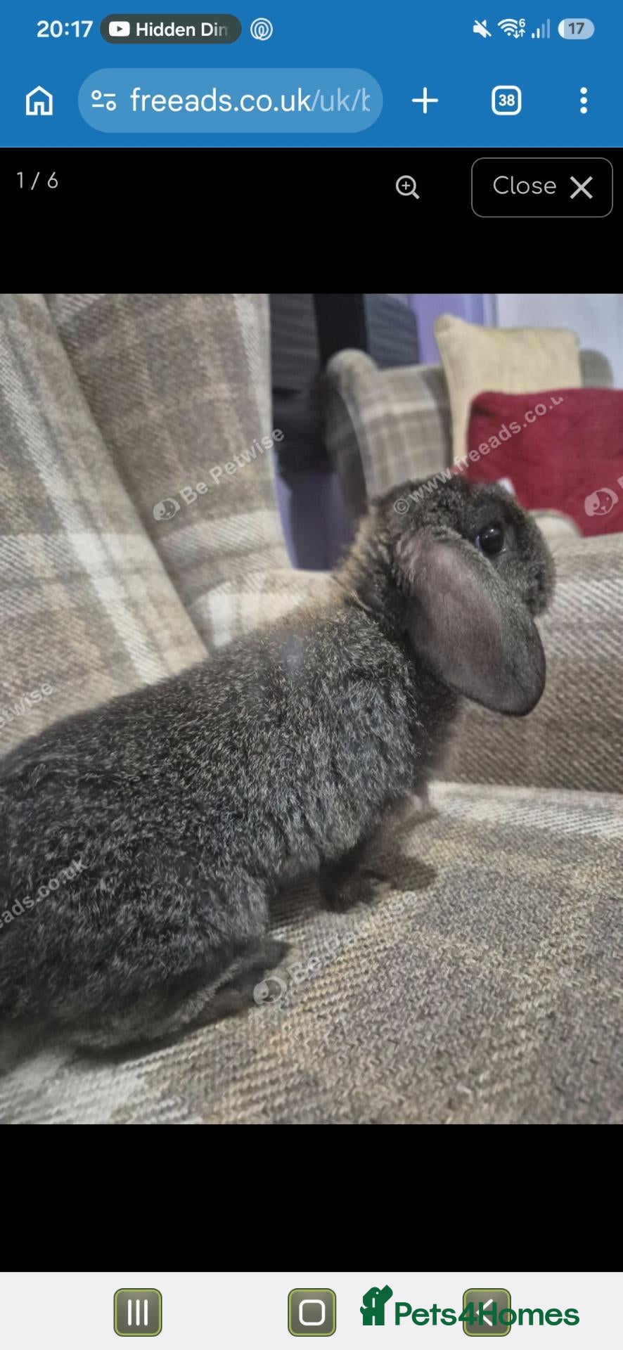 Mini Lop rabbits for sale: lovely girl for sale - Advert 1