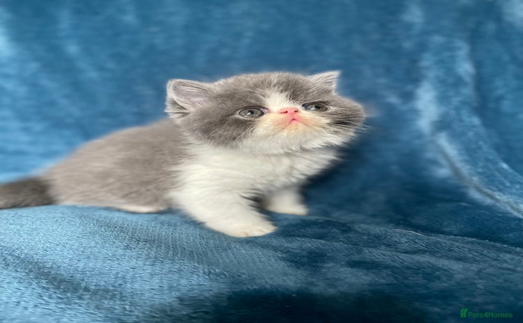 Exotic cats - Advert 1