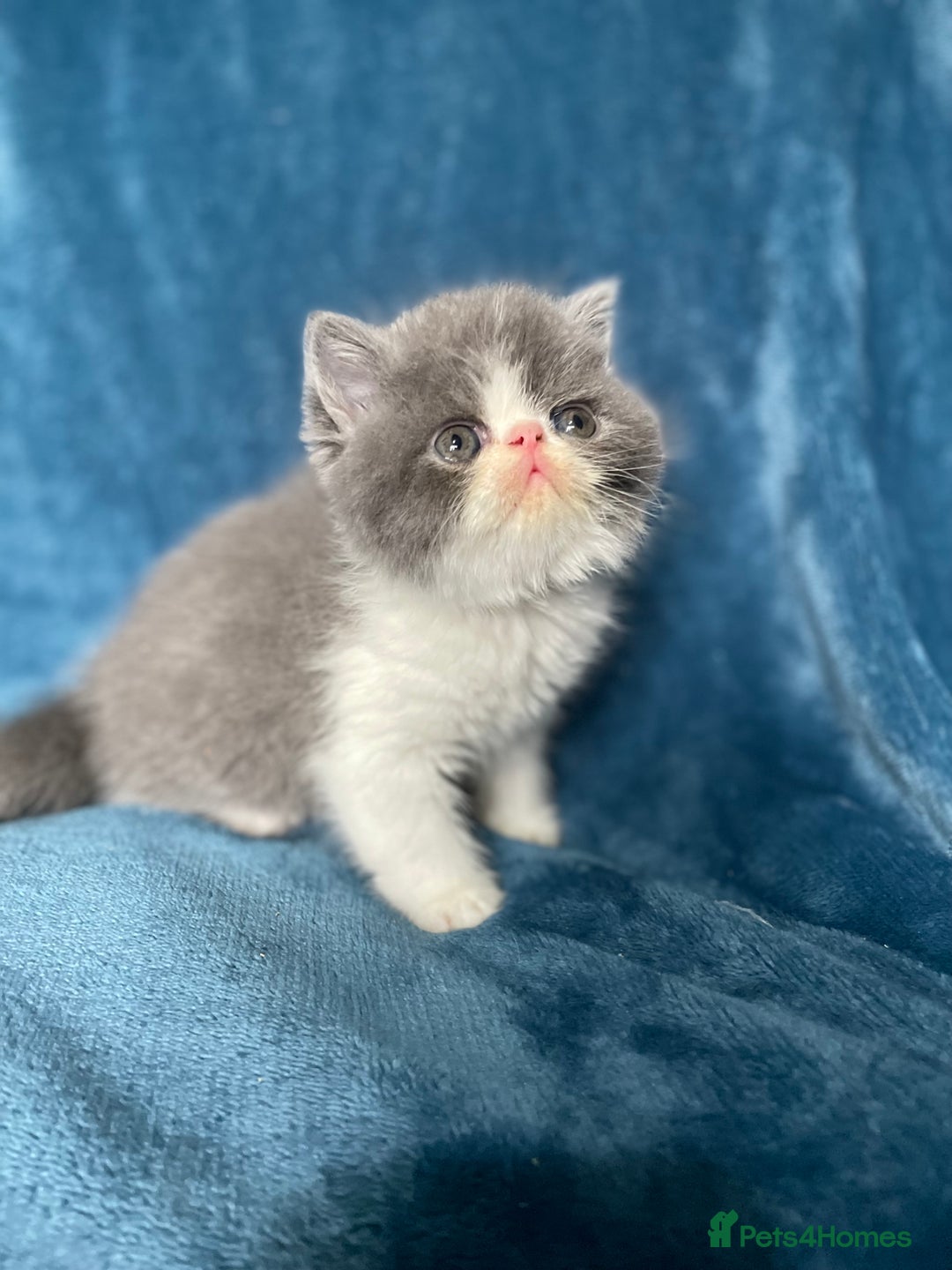 Exotic cats for sale:  EXOTIC KITTEN READY DEC CHAMPION LINES - Advert 1