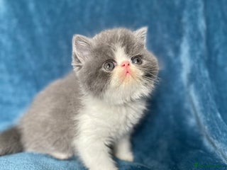 Exotic cats - Advert 2