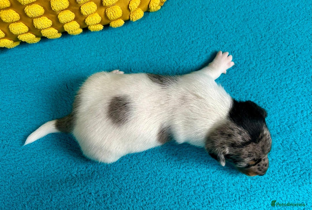 Jack Russell dogs for sale: Quality pure bred  Jack Russel babies  - Advert 11