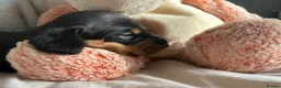 Miniature Dachshund dogs for sale: Last 2 pups 🩵🩷 - Advert 7