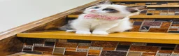 Ragdoll cats for sale:  🌸 GCCF/TICA Registered Pedigree Ragdoll Kittens  - Advert 6