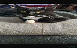 Mixed Breed cats for sale: 14 week old kittens for sale - Image 1