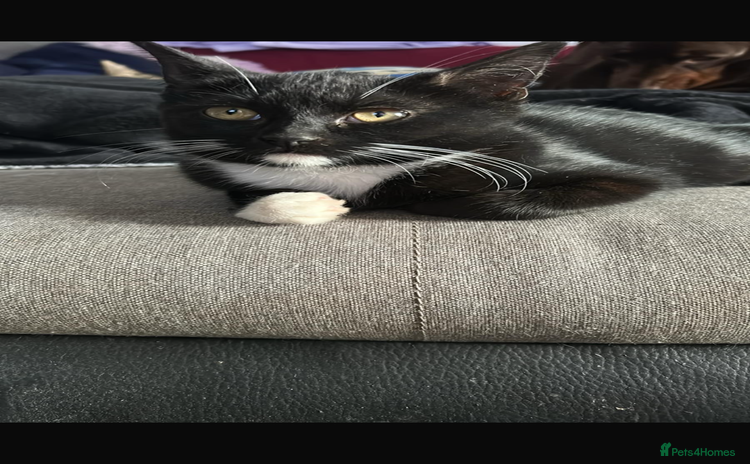 Mixed Breed cats - Advert 1