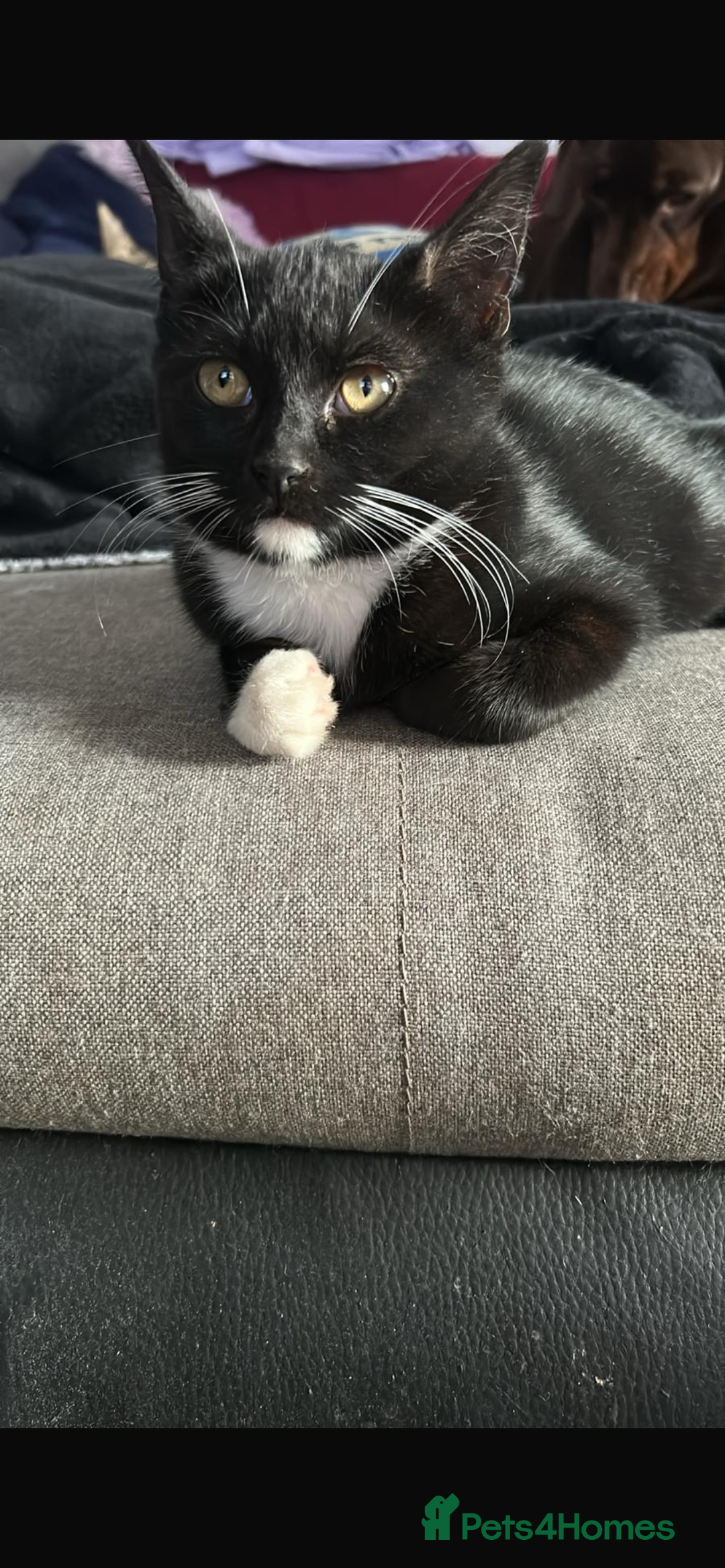 Mixed Breed cats for sale: 14 week old kittens for sale - Image 1