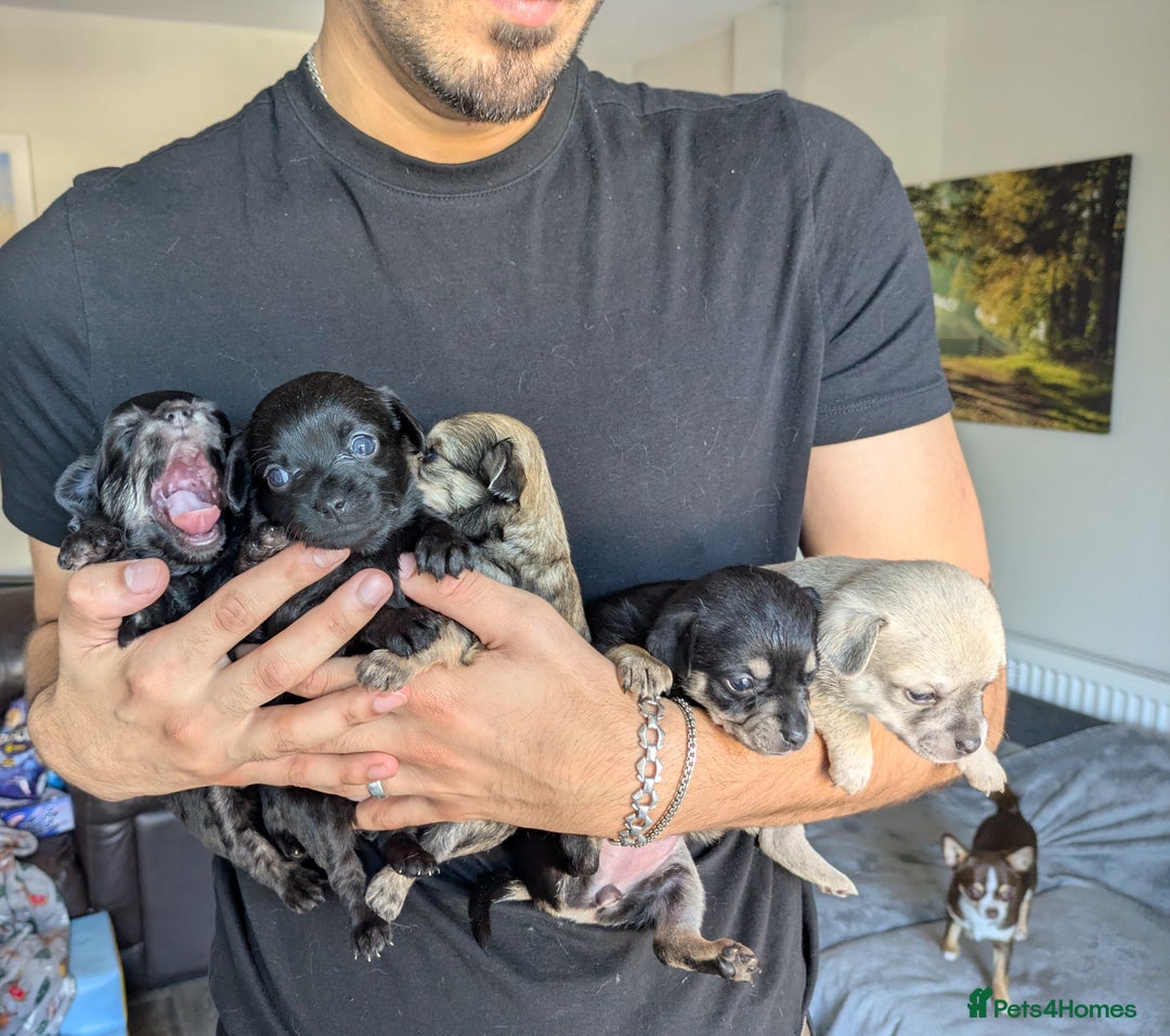 Chipoo dogs for sale: Non shed, health tested  chipoo girl - Advert 19