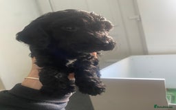 Cockapoo dogs for sale: Adorable F2 Cockapoos Puppies - Image 6