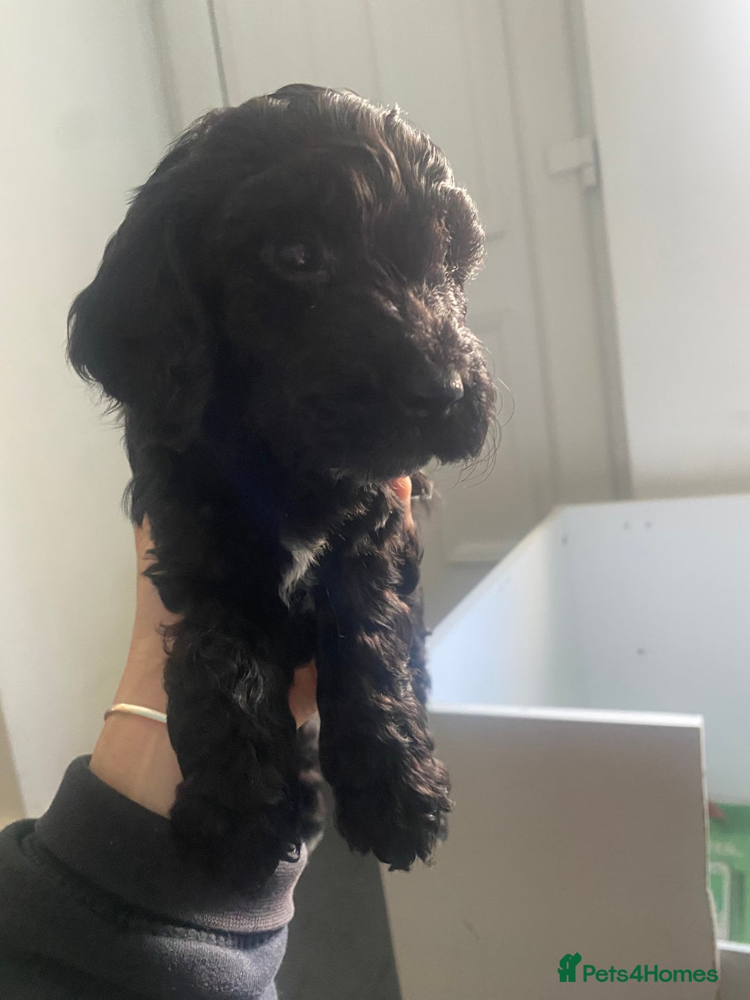 Cockapoo dogs for sale: Adorable F2 Cockapoos Puppies - Image 6