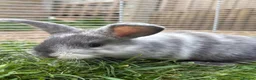 French Lop rabbits for sale: French lop girls ready to reserve  - Advert 5